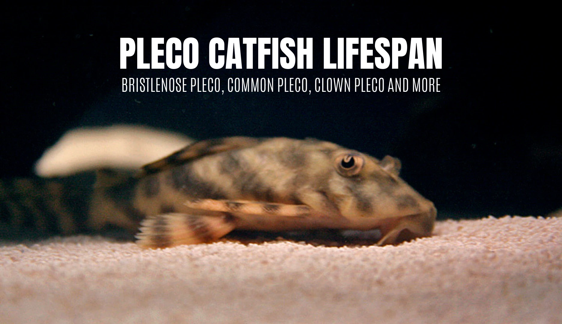 How long do plecos live? + 7 Tips To Increase Your Pleco's Lifespan | Keeping Catfish