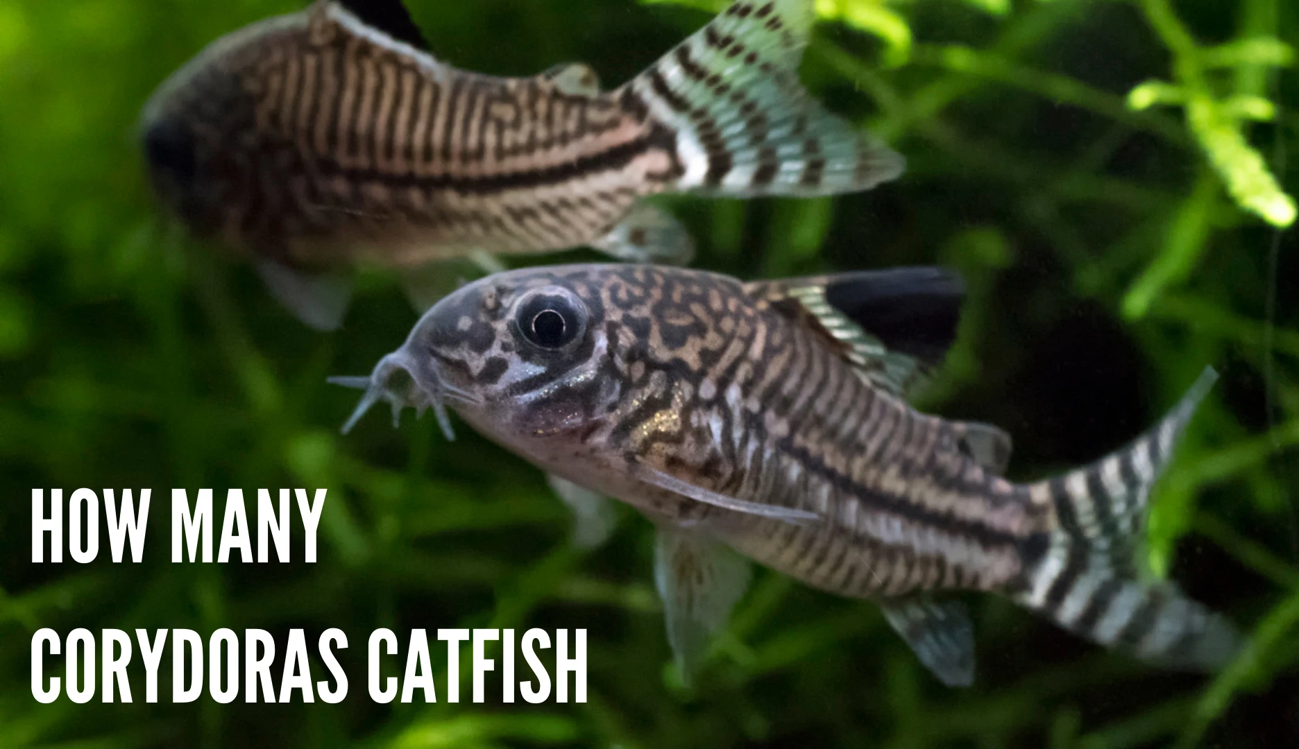 How many Cory Catfish To Keep (Complete Guide) | Keeping Catfish
