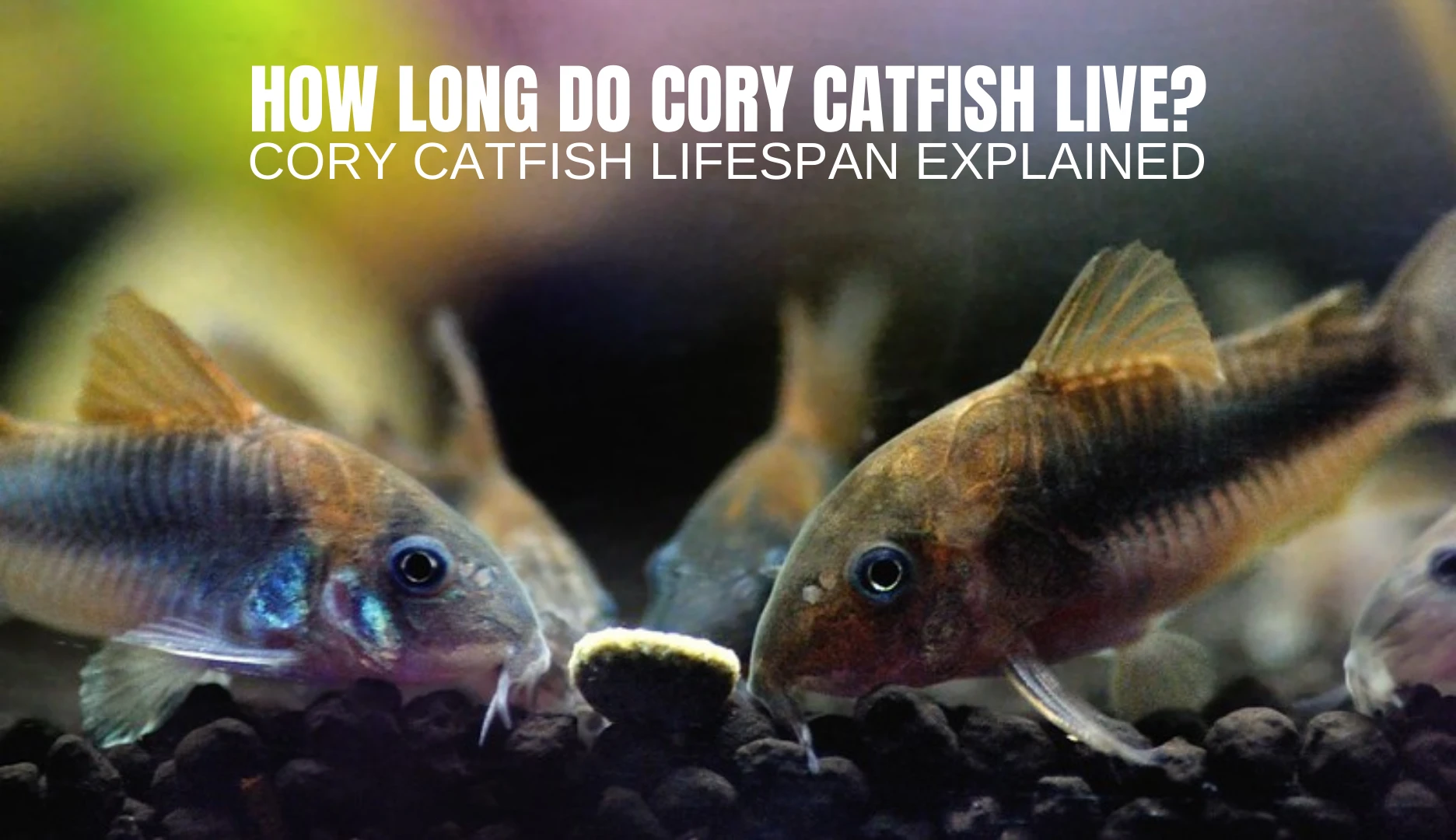 How Long Do Cory Catfish Live? - Cory Catfish Lifespan | Keeping Catfish