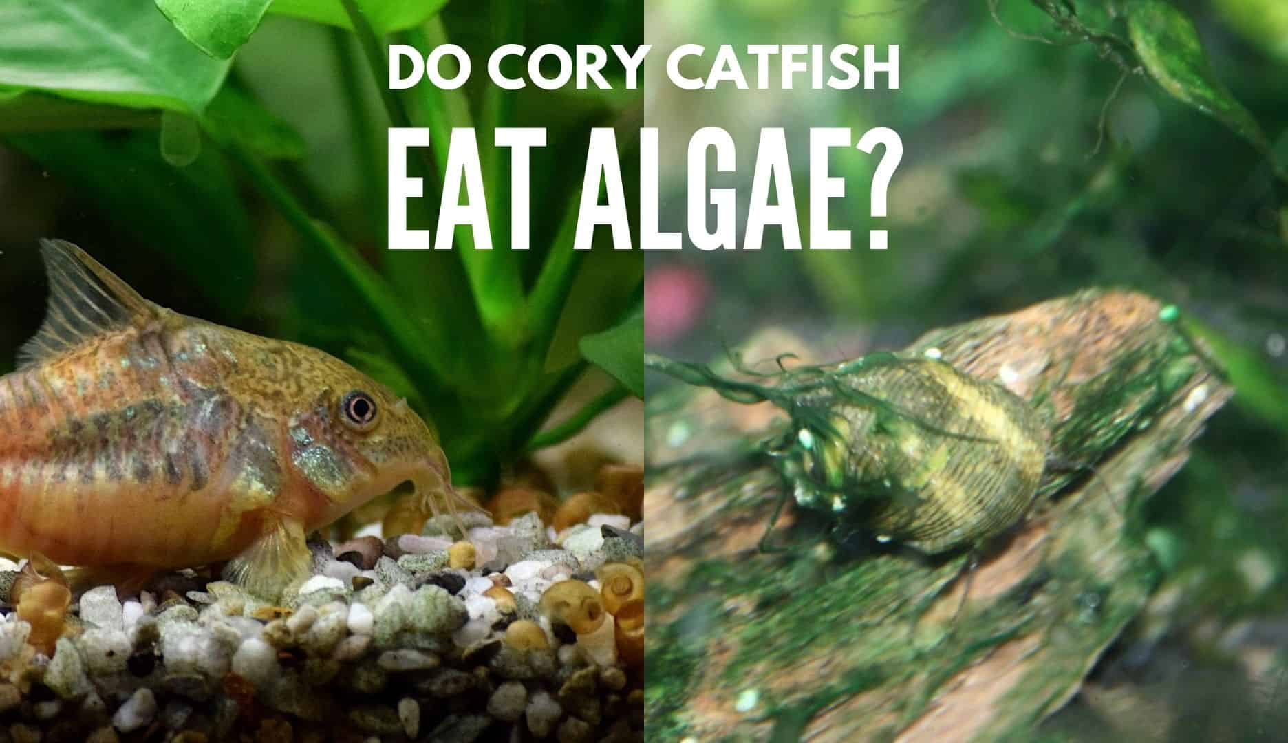 Do Cory Catfish eat algae? Expert's Answer | Keeping Catfish