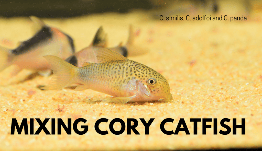 Different cory catfish species