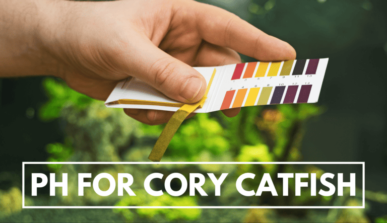 Ideal ph for cory catfish